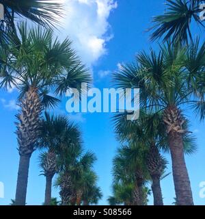 Deux rangées de Sabal Palms ou chou un palmiers. Le chou palmiste est l'état de Floride arbre. Banque D'Images