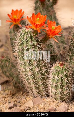 Fleurs de cactus du désert dans le sud-ouest, avec des fleurs orange Banque D'Images