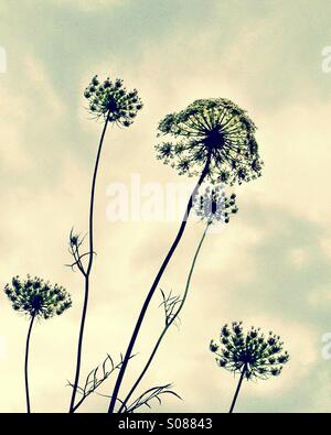 Queen Anne's Lace Banque D'Images