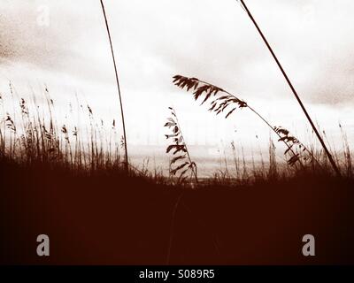 Sea oats sont découpé sur un ciel couvert dans cette image aux tons sépia. Banque D'Images