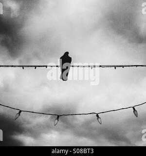 Photo en noir et blanc d'un pigeon assis sur le fil de lumières de Noël. Manhattan Beach. California USA. Banque D'Images