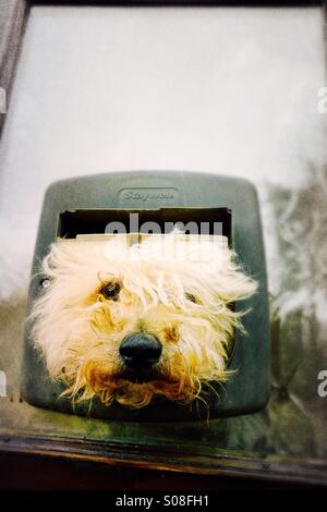 Barking mad - chien dans un sureflap Banque D'Images