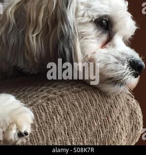 Tzu-Bichon Shih Frise dog reposant sur le bras du canapé à la rêveuse, le 27 novembre 2014, © Katharine Andriotis Banque D'Images