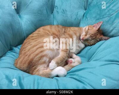 Un chat dort sur un futon Banque D'Images