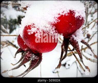 Frozen rose hips Banque D'Images