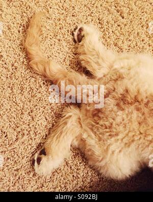Les pattes et la queue d'un chiot labradoodle. Banque D'Images