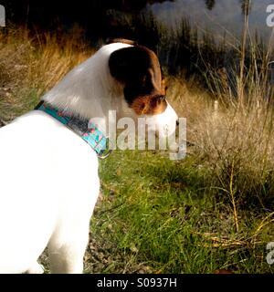 Deux mois, Jack Russell Terrier puppy dog (Daisy) assis et observer curieusement quelque chose au loin. Banque D'Images