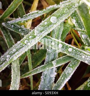 Close-up des glaces sur les brins d'herbe Banque D'Images
