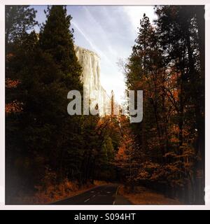 Vue d'El Capitan à travers les arbres de Northside Drive au cours de l'automne. Yosemite National Park, Mariposa County, Californie, USA Banque D'Images