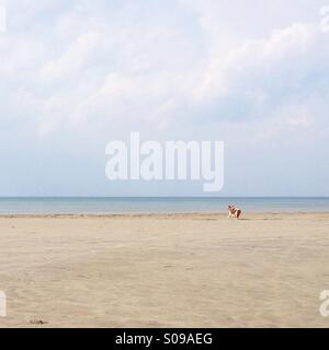 Seul chien à la plage en été Banque D'Images