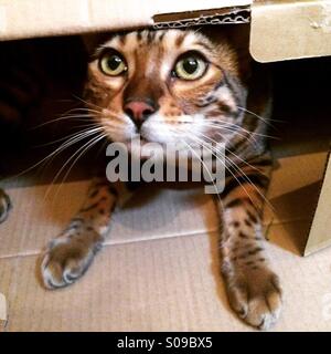 Un jeune chat Bengal se cacher dans la boîte. Banque D'Images