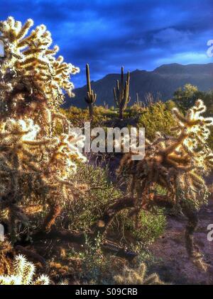 Fruit énorme chaîne-Chollas avec de grands Saguaros dans désert de Sonora. East Mesa. De l'Arizona. Banque D'Images