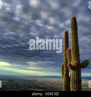 Saguaro Cactus sur Camelback Mountain surplombant Phoenix Arizona Banque D'Images