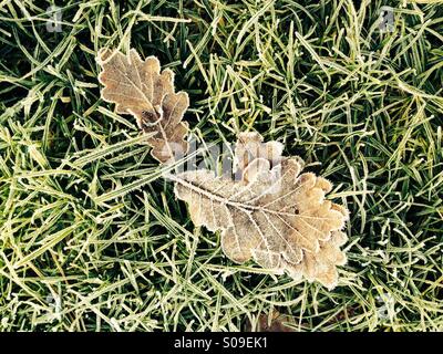 Le givre couvre les feuilles sur une froide journée hivers Banque D'Images