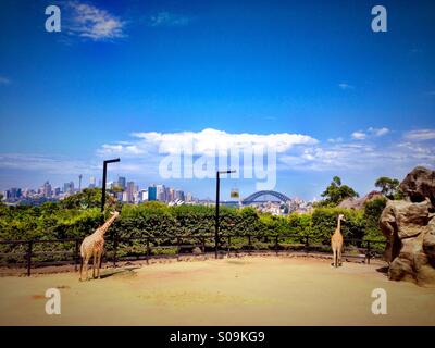 Vue de Sydney de la girafe enclos au zoo de Taronga Banque D'Images