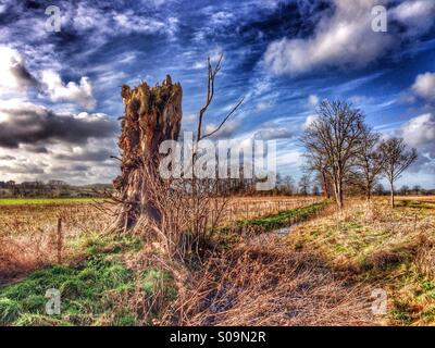 Souche d'arbre. Sudbrook, Lincolnshire. L'Angleterre. Banque D'Images