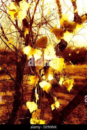 Les feuilles d'automne avec des bougies de couleur sur un arbre. Banque D'Images