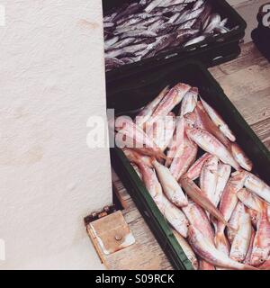 Les mulets et rayée rouge poisson merlu on boat Banque D'Images