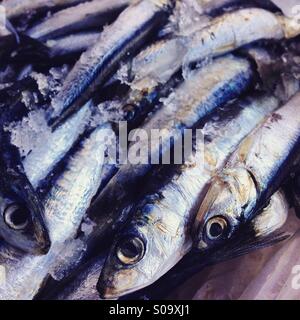 Sardines sur glace Banque D'Images