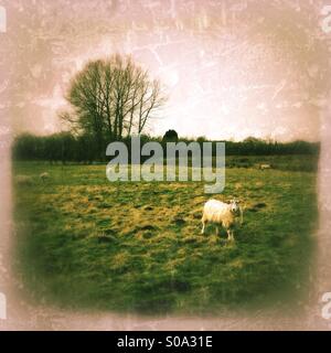 Les moutons dans le pré. Ancaster, Lincolnshire, Angleterre. Banque D'Images