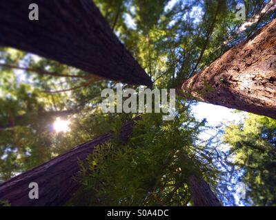 À la recherche vers le ciel dans une forêt d'arbres séquoia de Californie. Le Comté de Santa Cruz, Californie, USA Banque D'Images