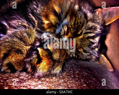 Les tabby cat sleeping with outstretched paws Banque D'Images