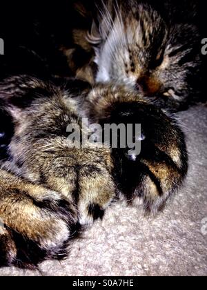 Les tabby cat sleeping with outstretched paws Banque D'Images