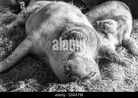 Deux porcs de dormir à côté de l'autre dans une grange. Banque D'Images