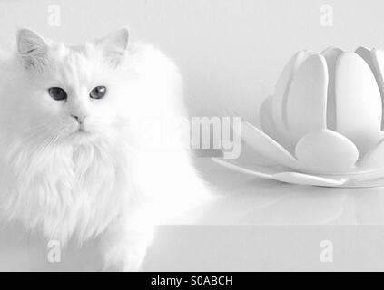 Chat blanc, assis en lotus blanc en noir et blanc Banque D'Images