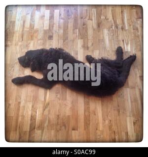 Brun chocolat labradoodle chien reposant sur un plancher en bois Banque D'Images