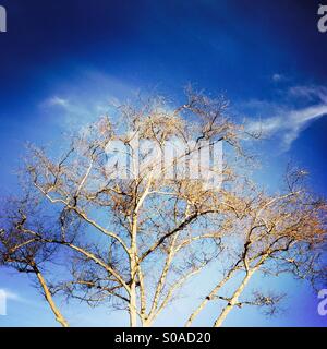 Un arbre et des branches sans feuilles sur elle. Banque D'Images