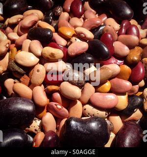 Haricots multicolores dans la banque de semences de l'agriculteur biologique Tomás VILLANUEVA dans Tepetlixpa, État de Mexico, Mexique. Les semences d'OGM menacent de contaminer les variétés indigènes de maïs au Mexique. Banque D'Images