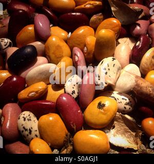 Haricots multicolores dans la banque de semences de l'agriculteur biologique Tomás VILLANUEVA dans Tepetlixpa, État de Mexico, Mexique. Les semences d'OGM menacent de contaminer les variétés indigènes de maïs au Mexique. Banque D'Images