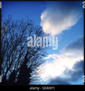 Arbres silhouetté contre un ciel bleu avec des nuages blancs moelleux Banque D'Images