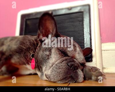 Un vieux bouledogue français dort à côté d'un chauffage d'air. Banque D'Images