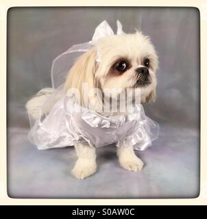 Tzu-Maltese Shih dog pose pour son studio 'Bridal' portrait, USA, le 28 décembre 2014, © Katharine Andriotis Banque D'Images