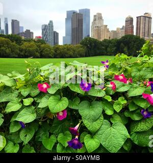 Vue de Manhattan à plus de moutons pré dans Central Park Banque D'Images