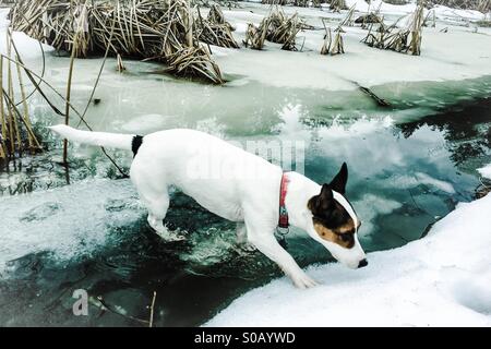La neige, l'eau et de glace. Promenade de chiens sur l'étang gelé qui a commencé à dégeler. Ses pattes arrière partiellement immergé dans l'eau. Banque D'Images