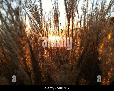 Coucher de soleil brillant à travers les hautes herbes . Banque D'Images