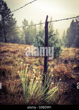 Matin sur le ranch Banque D'Images