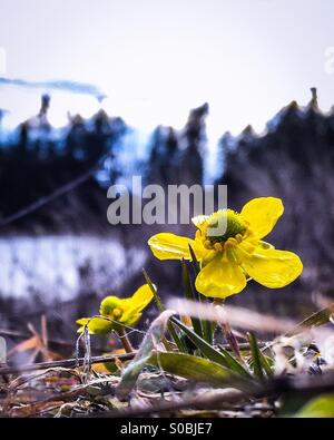 Libre de petite fleur jaune, la renoncule d'Armoise, l'un des premiers signes du printemps. Banque D'Images