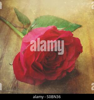 Rose unique Banque D'Images