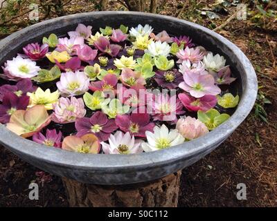 L'hellébore coloré fleurs flottant dans l'eau dans un bol décoratif dans le jardin Banque D'Images