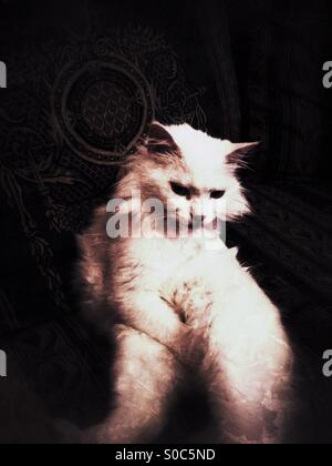 Chat blanc Angora assis Banque D'Images