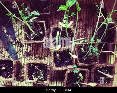 De nouveaux plants en pots individuels Banque D'Images