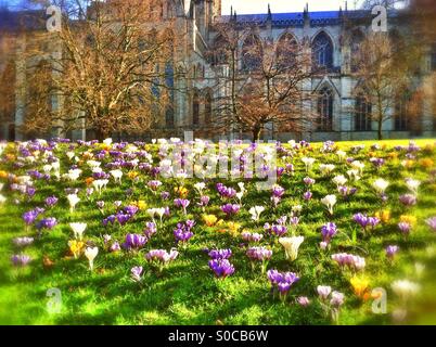 Crocus dans Dean's Park York North Yorkshire England UK Banque D'Images