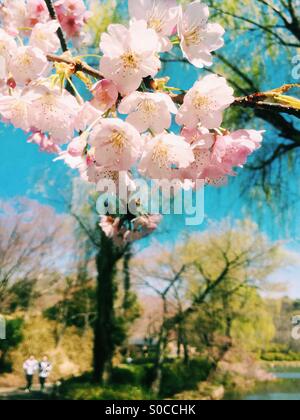 Très joli parc au printemps avec des fleurs de cerisier sakura ou rose, avec étang, ciel bleu et arbres en arrière-plan. Silhouette d'une paire de coureurs peut être vu sur le côté inférieur gauche. Banque D'Images