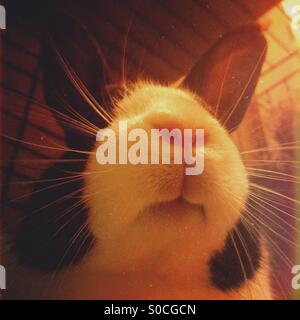 Lapin hollandais dans une cage Banque D'Images