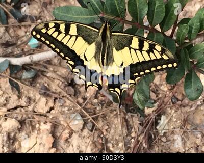 Tiger Swallowtail butterfly on plant Banque D'Images