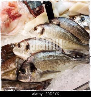 Ou Dorade Dorades de mer en vente sur la glace dans une boutique de poisson frais. Banque D'Images